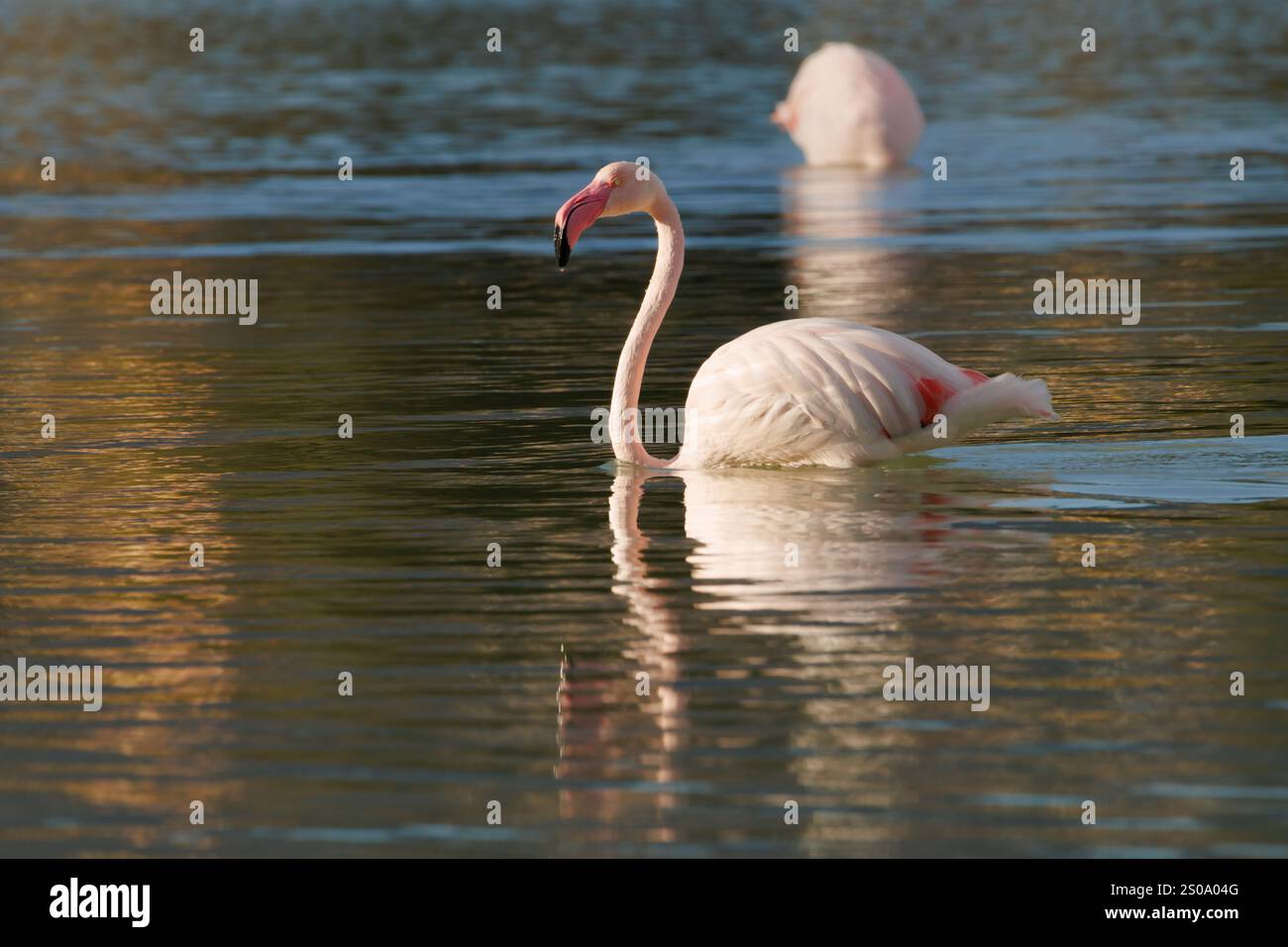 Großer Flamingo Phoenicopterus roseus mit goldenen Reflexen im Wasser, Calpe, Spanien Stockfoto
