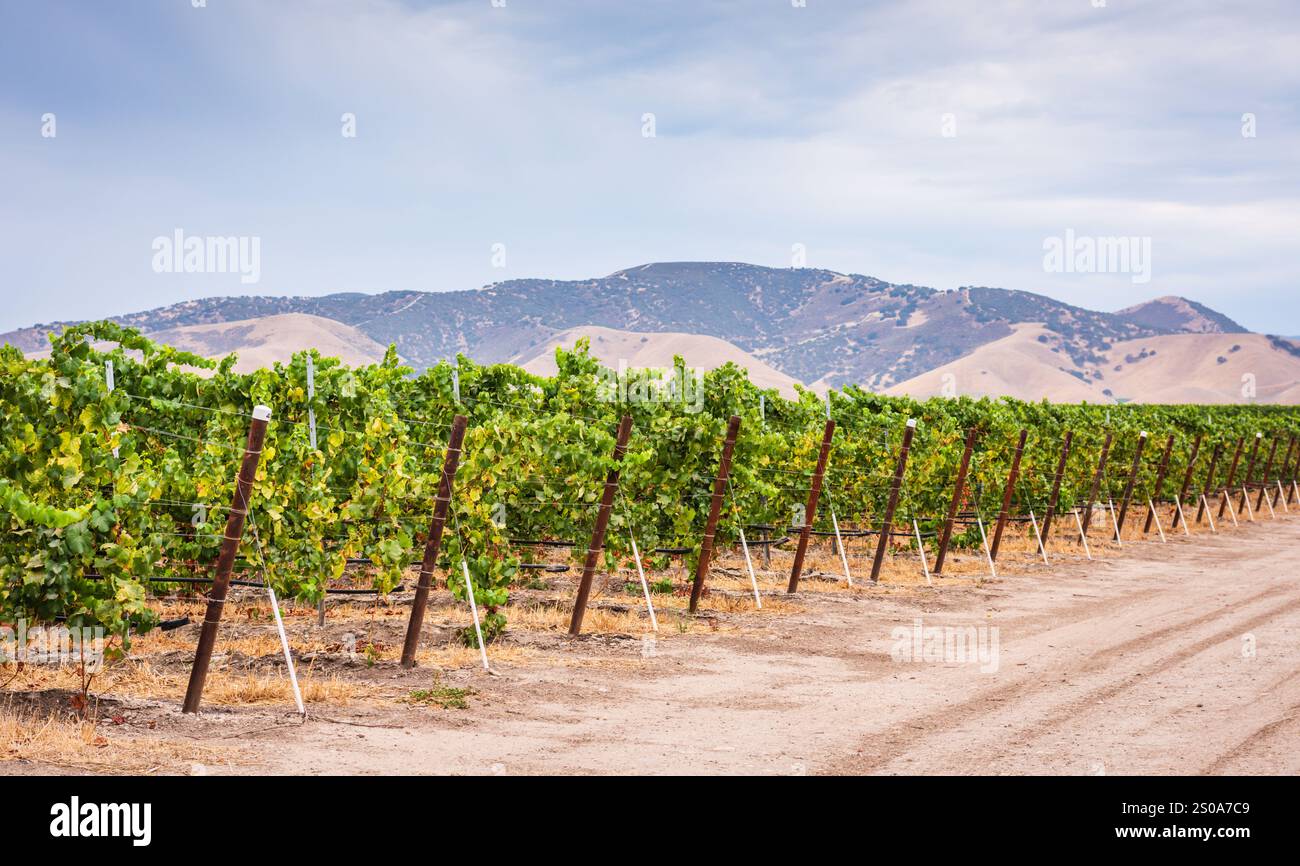 Eine Reihe von Weinreben auf einem Weinberg in Zentralkalifornien mit Bergen im Hintergrund. Stockfoto