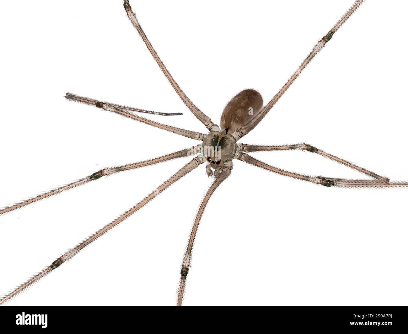 Nahaufnahme einer langbeinigen Papa Longlegs Spider auf weißem Hintergrund Stockfoto
