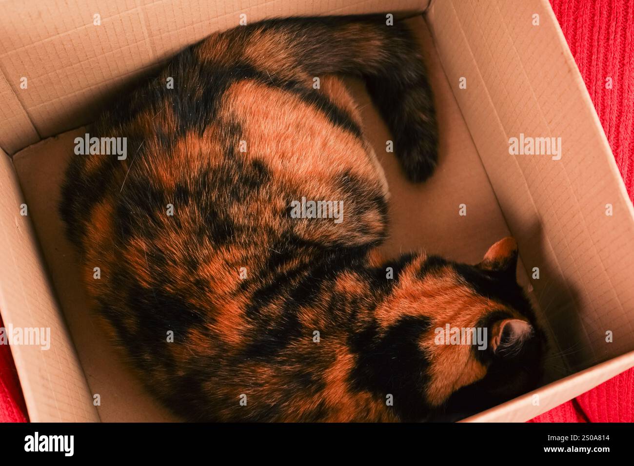 Ein lebhaftes Foto einer Schildpattkatze in einem Karton, eingerahmt von einem roten Hintergrund. Die ausdrucksstarken Augen und die entspannte Haltung bringen Wärme in jedes Projekt Stockfoto