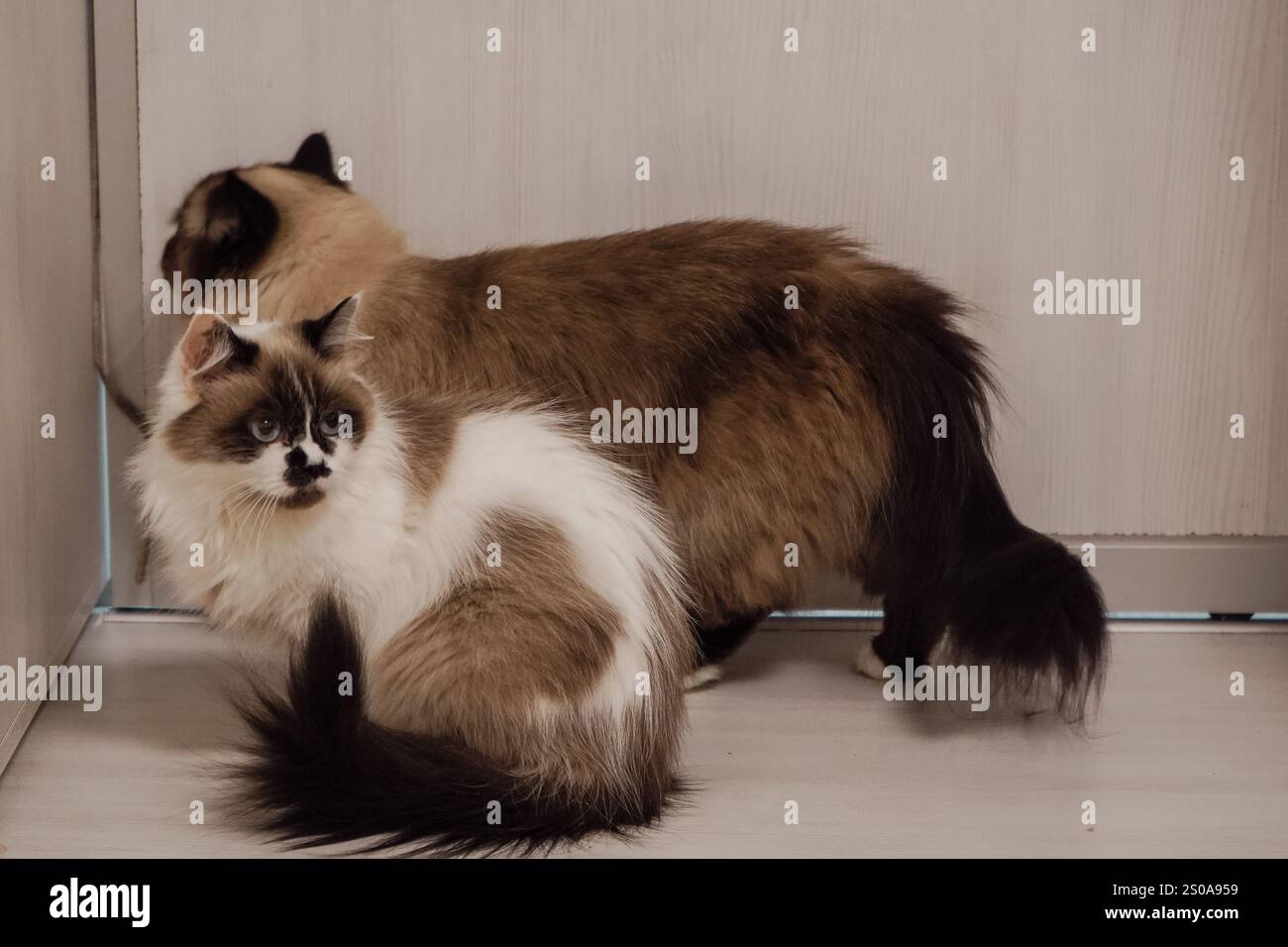 Diese Neva Masquerade Katzen zeigen ihre flauschigen Mäntel. Ihr dickes, seidiges Fell unterstreicht ihre königliche Abstammung. Ihre Gelassenheit und sein Stockfoto