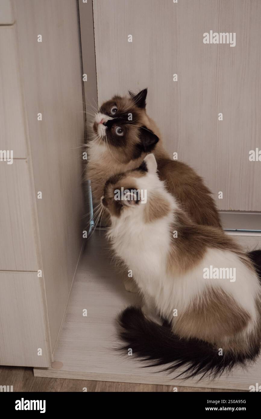 Diese Neva Masquerade Katzen zeigen ihre flauschigen Mäntel. Ihr dickes, seidiges Fell unterstreicht ihre königliche Abstammung. Ihre Gelassenheit und sein Stockfoto