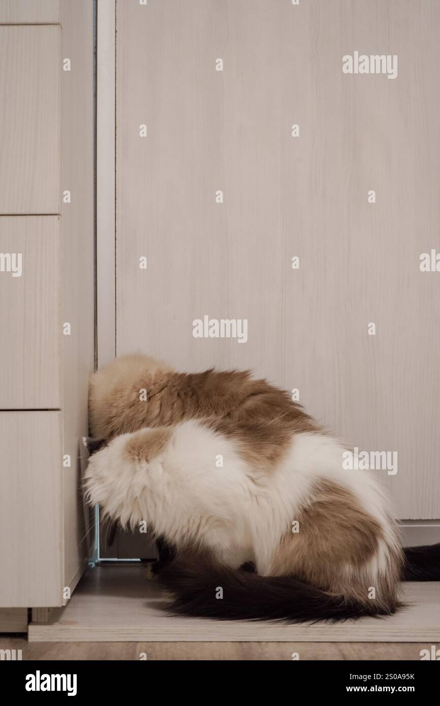 Diese Neva Masquerade Katzen zeigen ihre flauschigen Mäntel. Ihr dickes, seidiges Fell unterstreicht ihre königliche Abstammung. Ihre Gelassenheit und sein Stockfoto