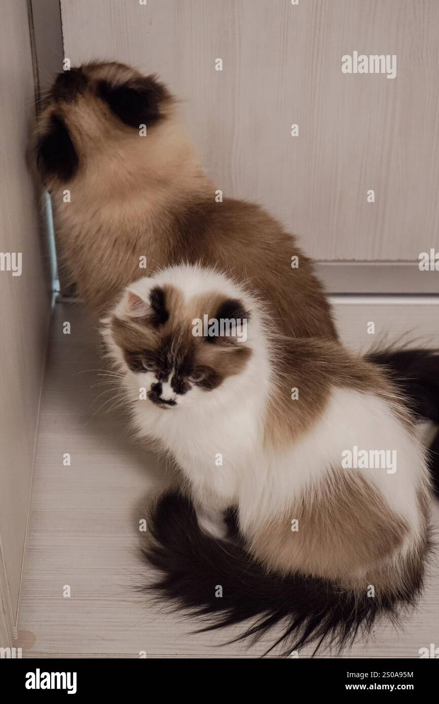 Diese Neva Masquerade Katzen zeigen ihre flauschigen Mäntel. Ihr dickes, seidiges Fell unterstreicht ihre königliche Abstammung. Ihre Gelassenheit und sein Stockfoto