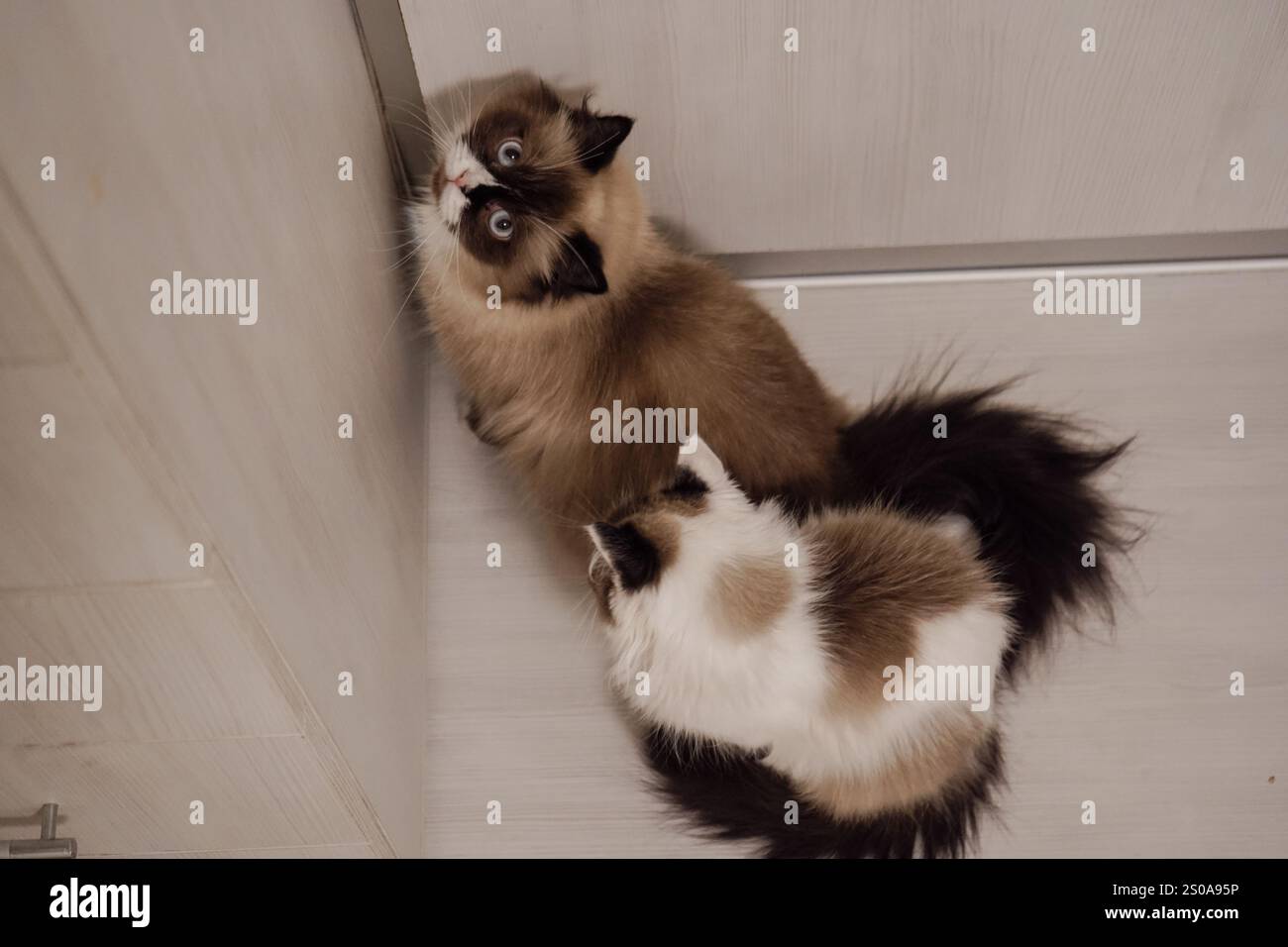 Diese Neva Masquerade Katzen mit strahlend blauen Augen sind der Inbegriff von Schönheit. Ihr fließender Fell hebt sich vom Holzboden ab. Zusammen cr Stockfoto