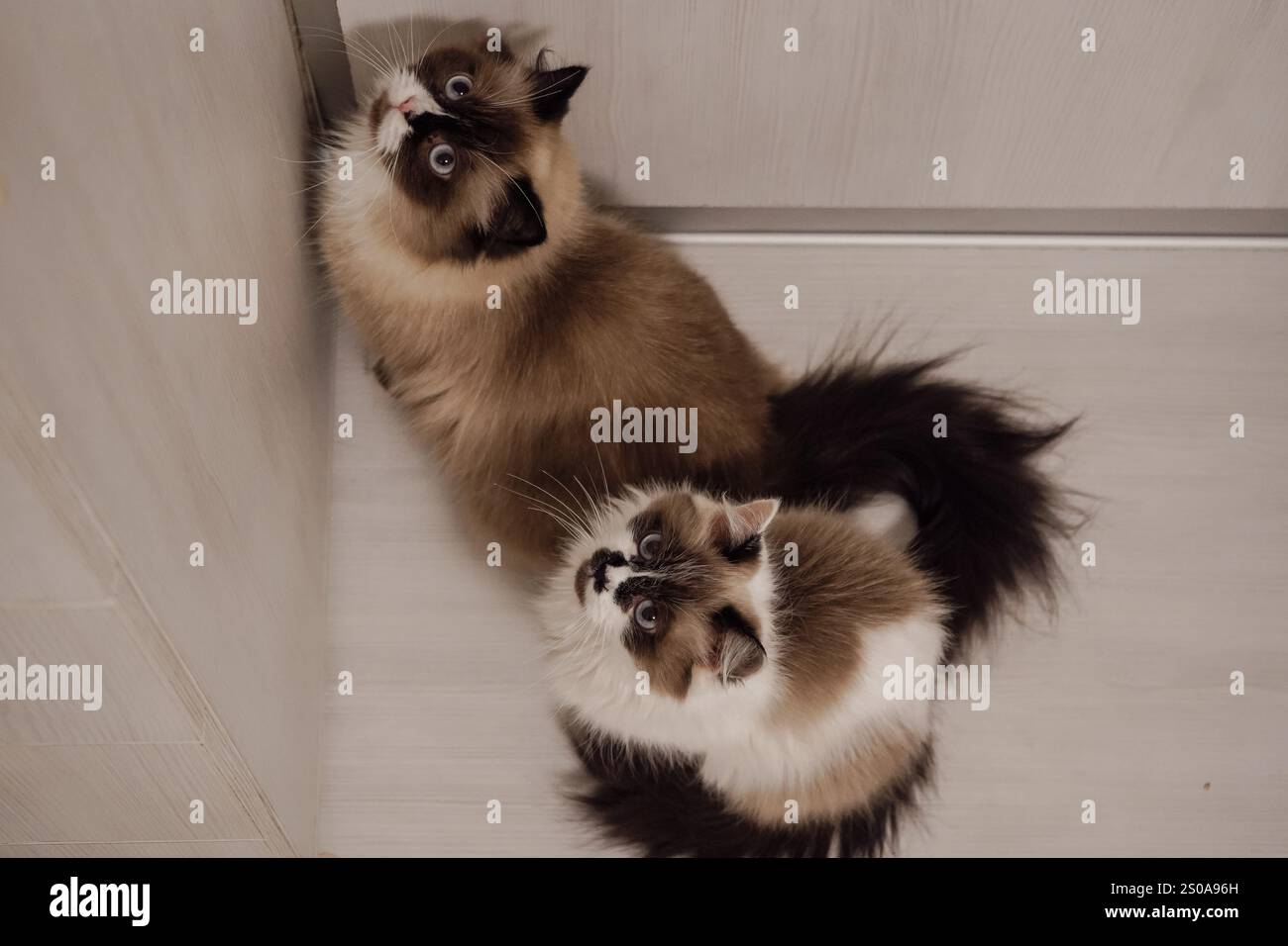 Diese Neva Masquerade Katzen mit strahlend blauen Augen sind der Inbegriff von Schönheit. Ihr fließender Fell hebt sich vom Holzboden ab. Zusammen cr Stockfoto