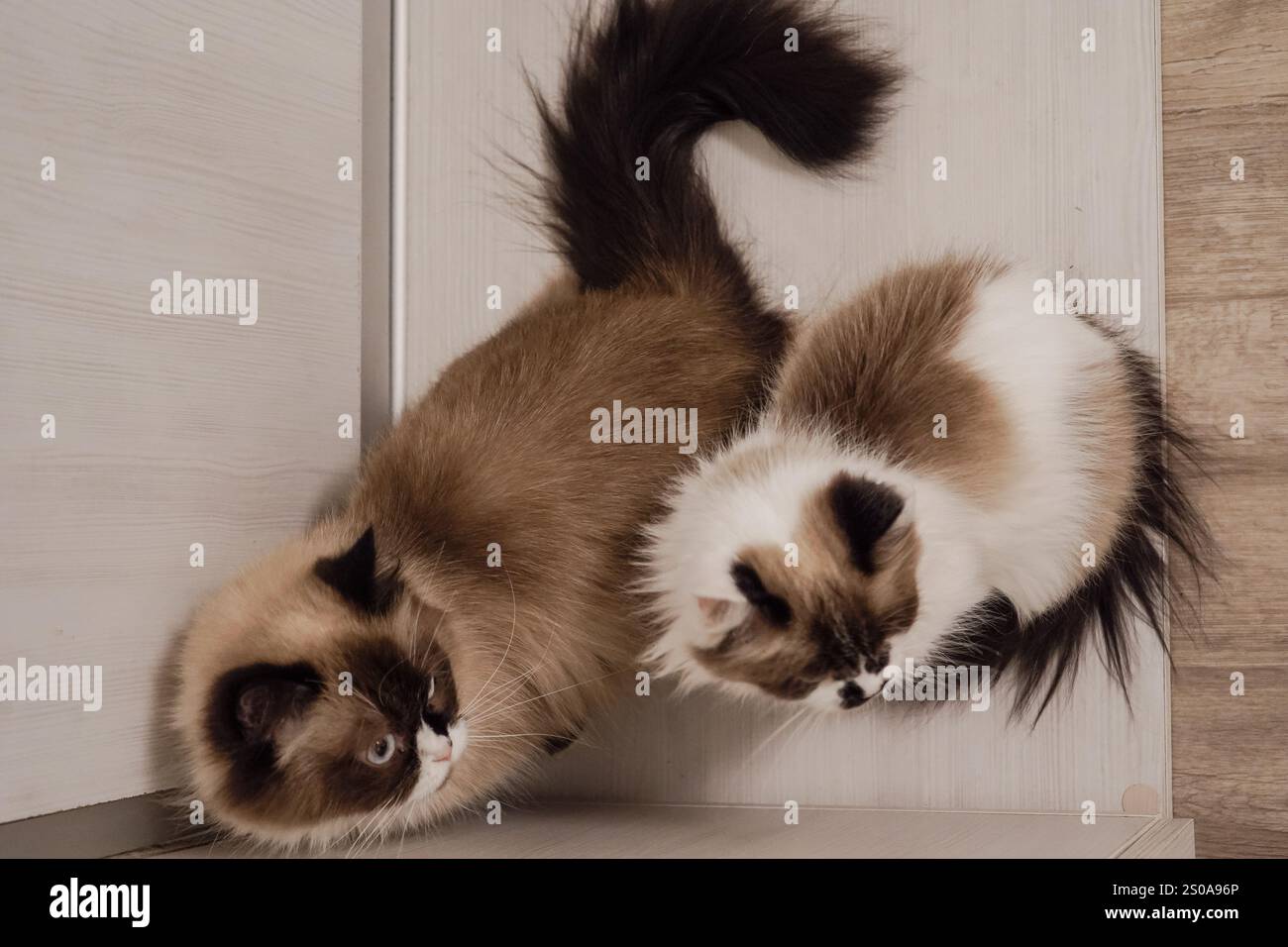 Diese Neva Masquerade Katzen mit strahlend blauen Augen sind der Inbegriff von Schönheit. Ihr fließender Fell hebt sich vom Holzboden ab. Zusammen cr Stockfoto