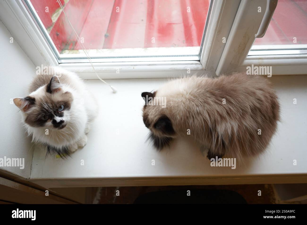 Zwei Neva Masquerade Katzen sitzen auf einer leichten Fensterbank und bestechen durch ihr luxuriöses Fell. Ihr weiches, flauschiges Fell unterstreicht ihr königliches Aussehen. Th Stockfoto