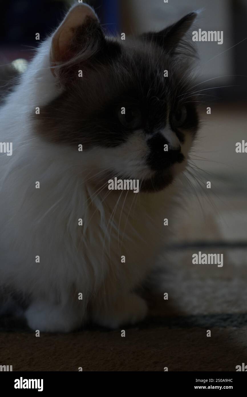 Eine elegante, blauäugige Katze starrt direkt in die Kamera. Sein flauschiges Fell glitzert im hellen Licht. Sein ruhiges Auftreten strahlt Charme und Anmut aus Stockfoto