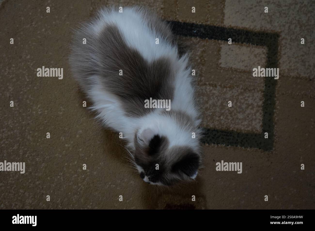 Eine elegante, blauäugige Katze starrt direkt in die Kamera. Sein flauschiges Fell glitzert im hellen Licht. Sein ruhiges Auftreten strahlt Charme und Anmut aus Stockfoto