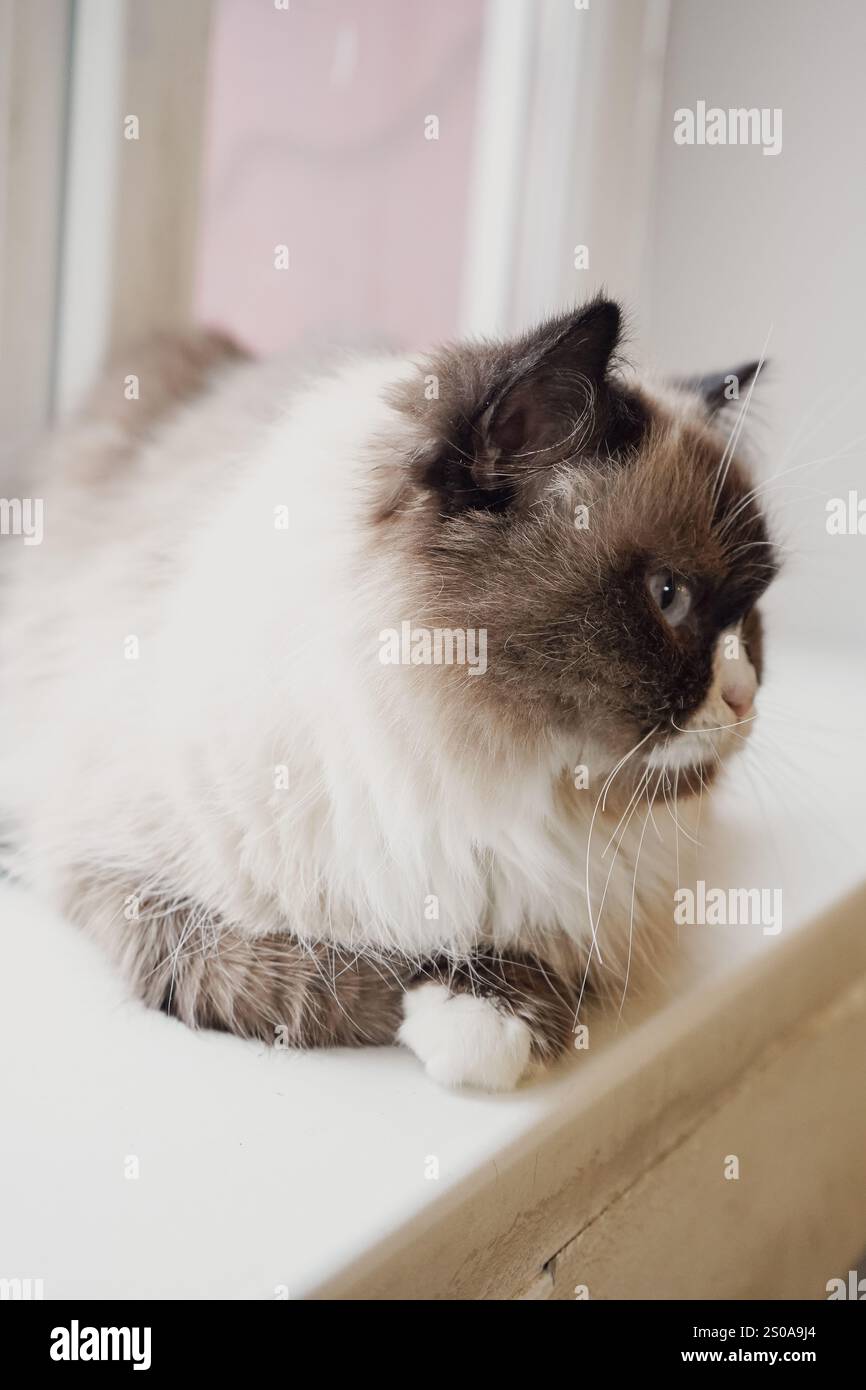 Eine schöne Katze mit auffälligen zweifarbigen Augen und flauschigem Fell starrt neugierig. Die Mischung aus dunklem und hellem Pelz unterstreicht seinen einzigartigen Charme. Es ist weich Stockfoto