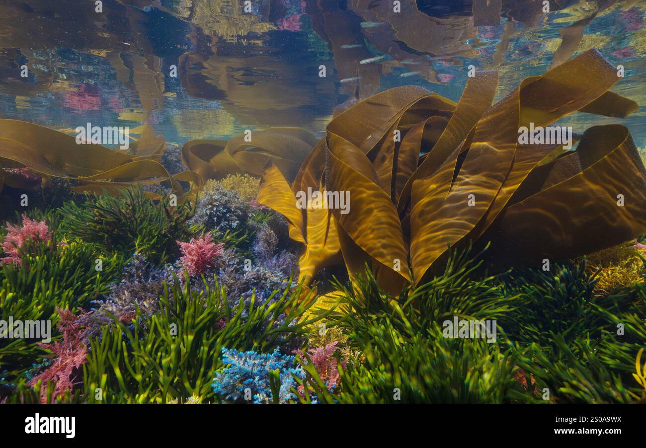 Algen unter Wasser im Atlantischen Ozean in Flachwasser, natürliche Szene, Spanien, Galicien, Rias Baixas Stockfoto