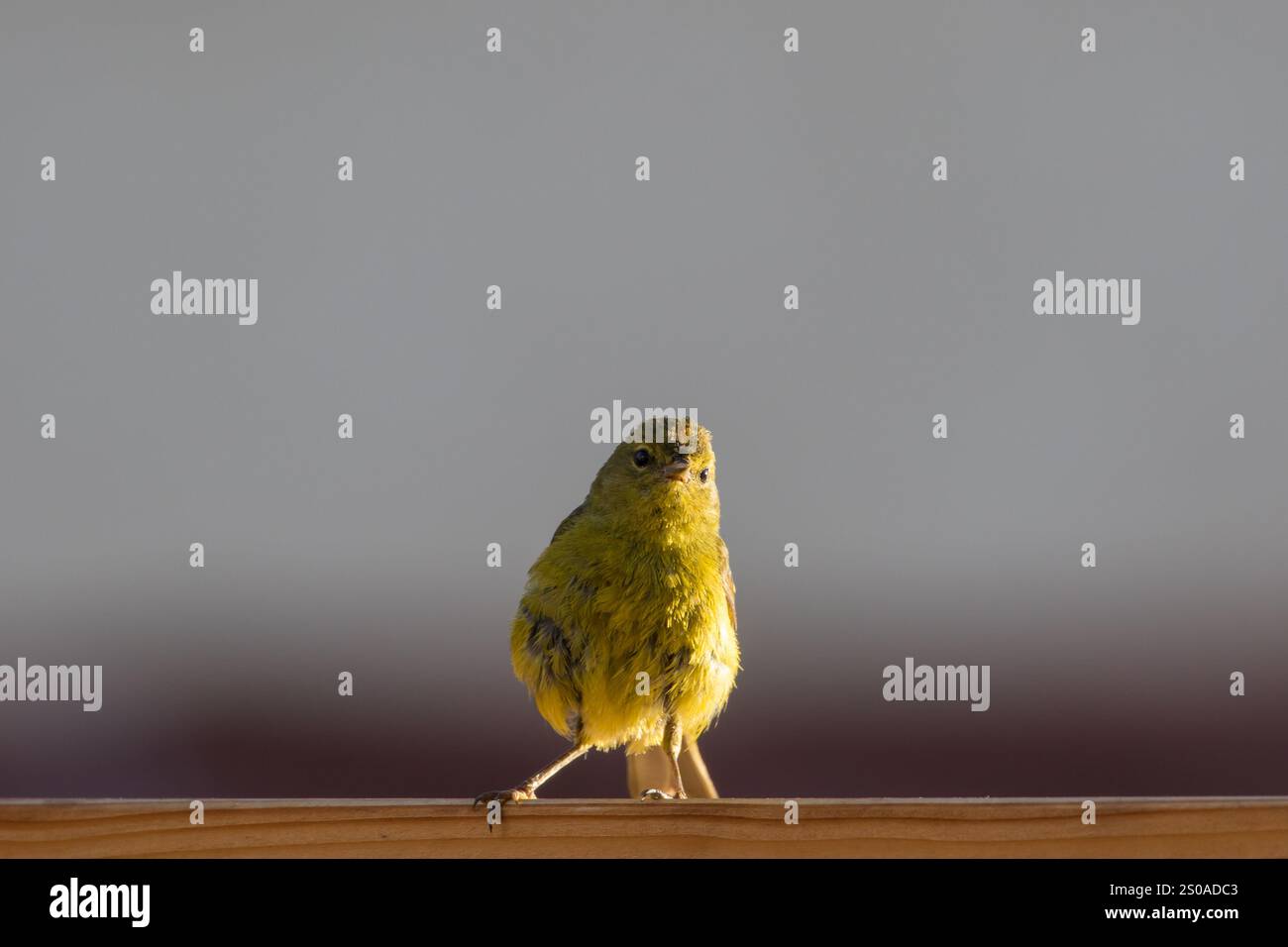 Orange-gekrönter Warbler Stockfoto