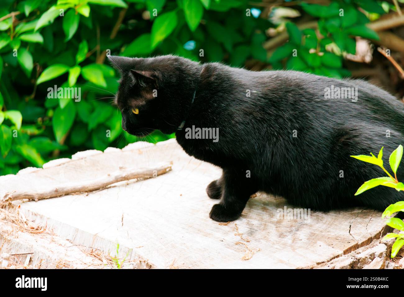 Schwarze Hauskatze auf dem Streifzug Stockfoto