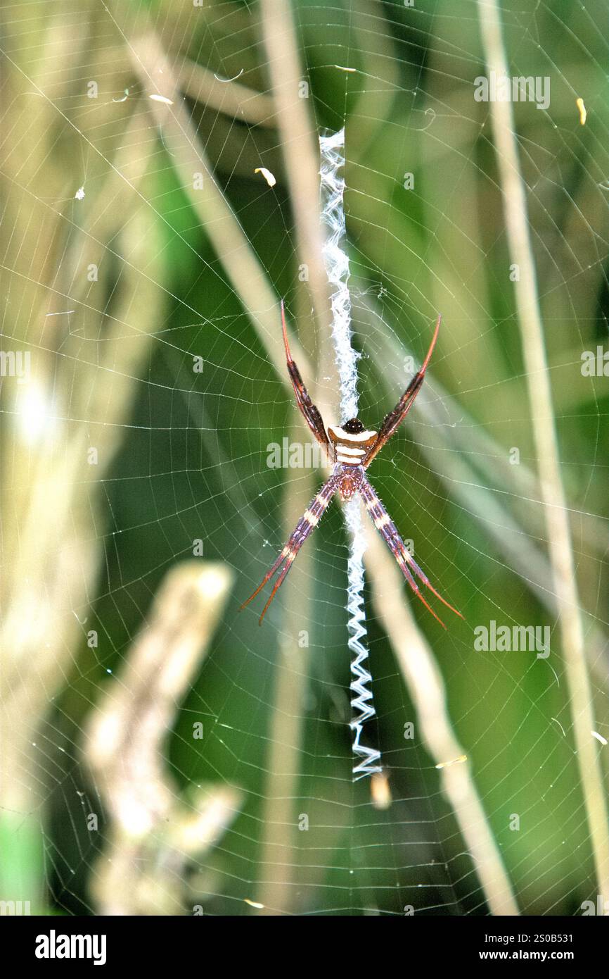 Eine nicht identifizierte Spinnenart hängt im Taman Safari (Safari Park) in Cisarua, West Java, Indonesien. Stockfoto