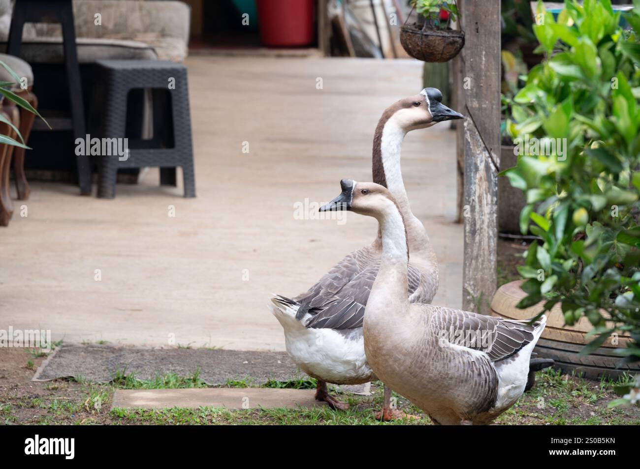 Friedliche Farm-Szene mit anmutigen Gänsen in ruhiger Umgebung im Freien. Ruhig und malerisch. Stockfoto