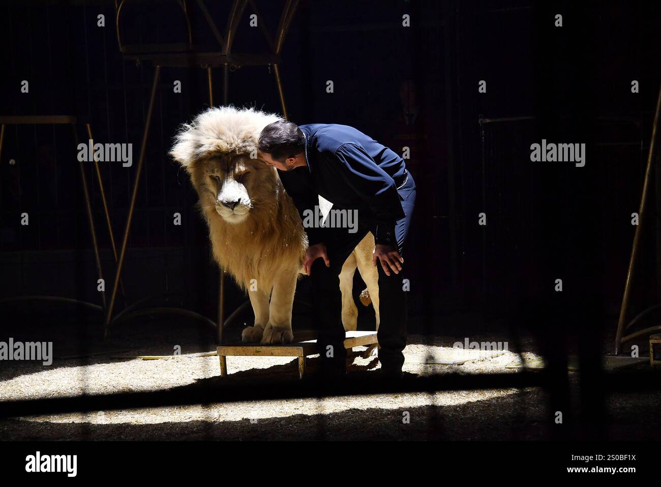 Martin Lacey jr. mit einem weissen Loewen in der Manege bei der Circus Krone Weihnachts Premiere vom Winterprogramm „Freestyle“ am 25.12.2024 in Muenc Stockfoto
