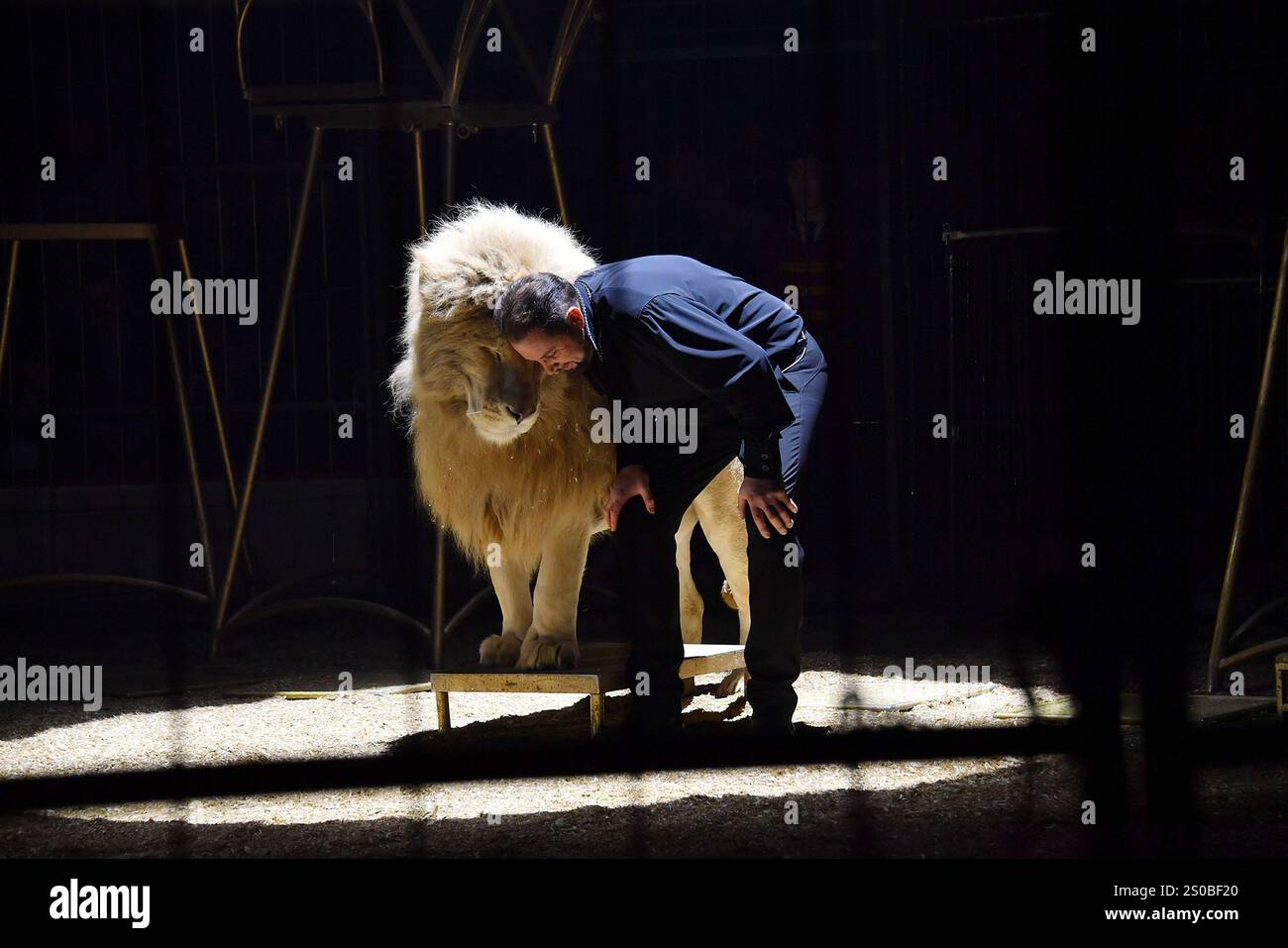 Martin Lacey jr. mit einem weissen Loewen in der Manege bei der Circus Krone Weihnachts Premiere vom Winterprogramm „Freestyle“ am 25.12.2024 in Muenc Stockfoto