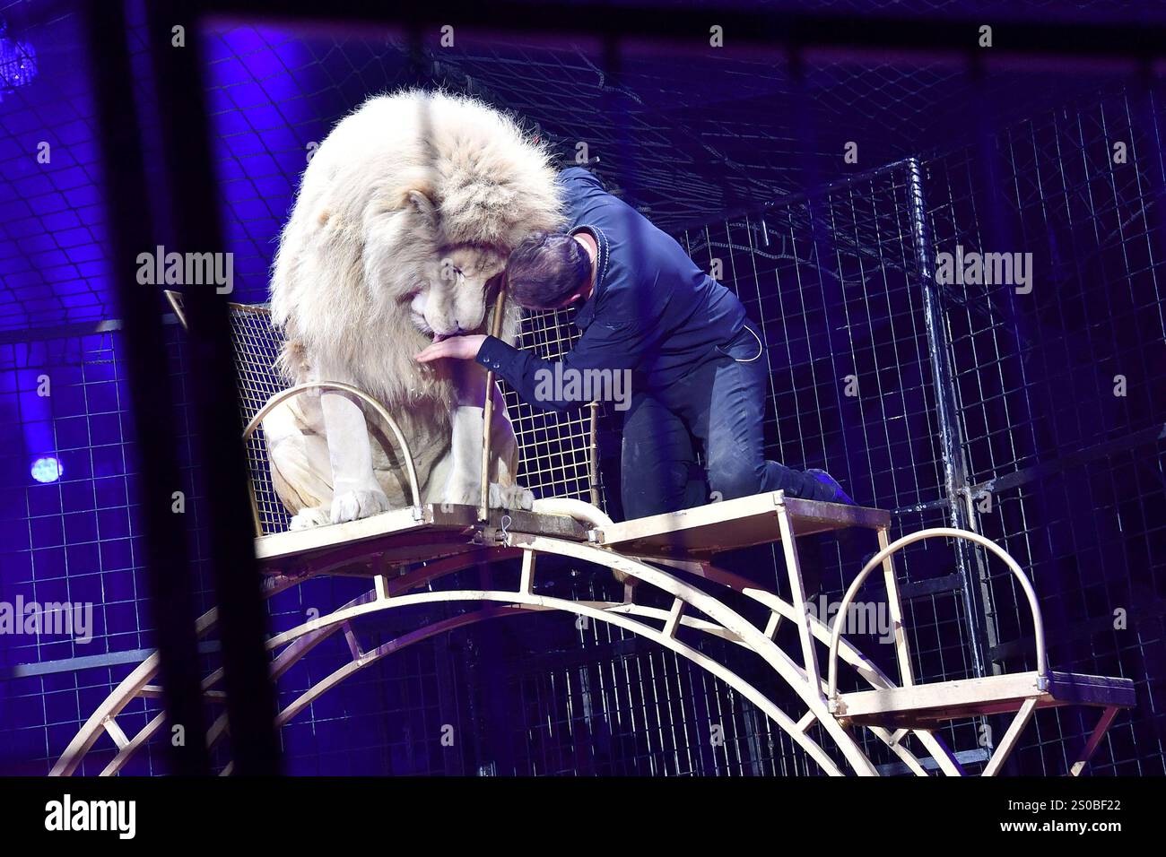 Martin Lacey jr. mit einem weissen Loewen in der Manege bei der Circus Krone Weihnachts Premiere vom Winterprogramm „Freestyle“ am 25.12.2024 in Muenc Stockfoto