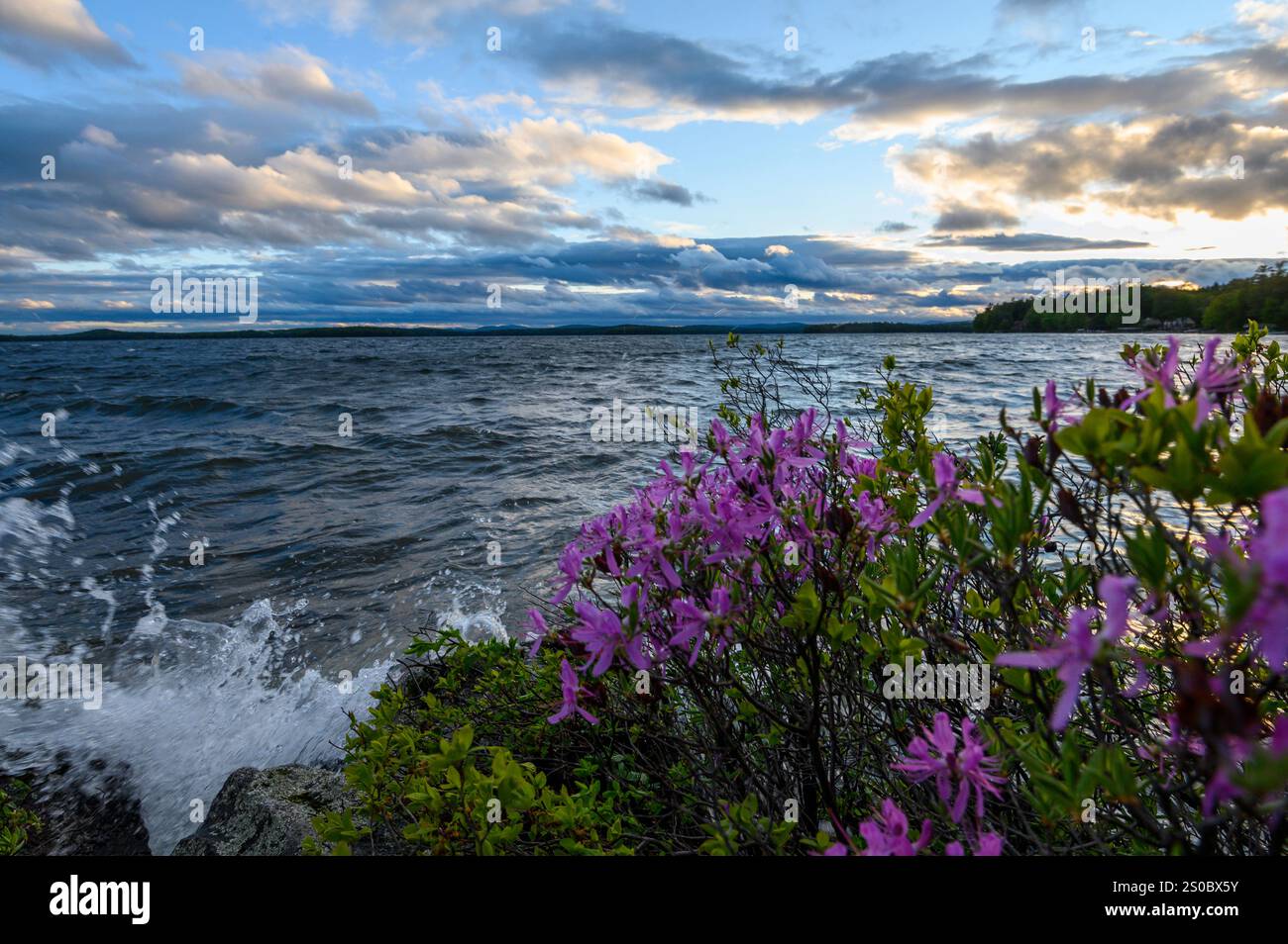 Die Wellen und das Wasser des Lake Winnipesaukee, die sich vor den bunten Blumen entlang der Küste erheben. Stockfoto