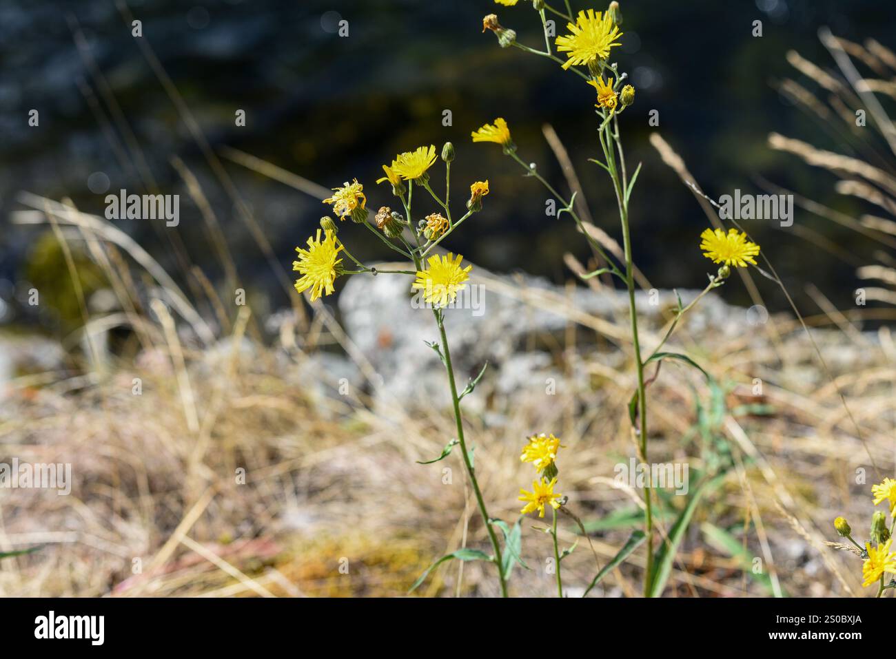 Nahaufnahme von gelben Bergblumen mit verschwommenem Hintergrund. Stockfoto