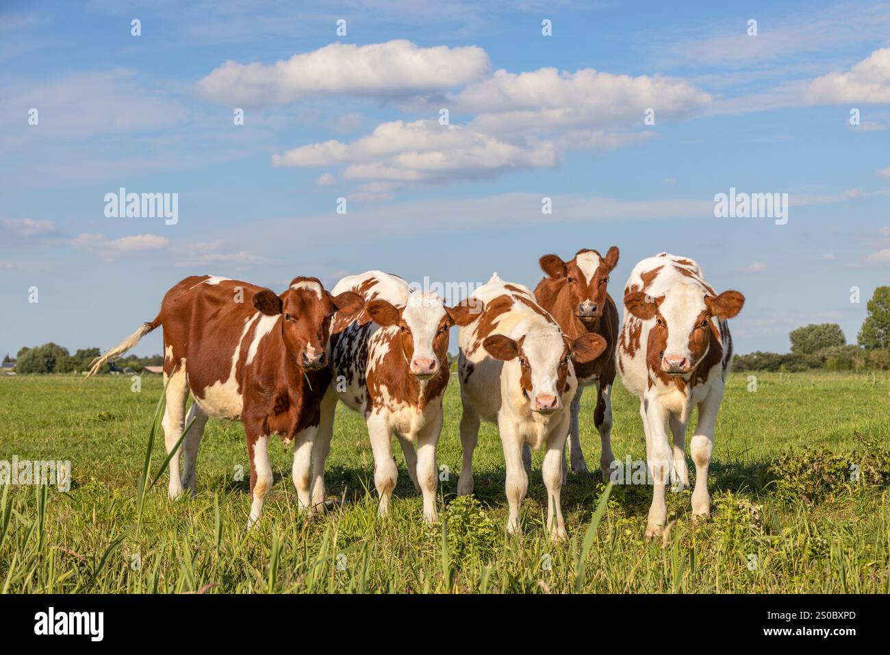 Milchkuhkälber in einer Reihe, Seite an Seite, stehend auf einer grünen Wiese, rot-weiße Gruppe von Kuh zusammen glücklich und verspielt unter einem blauen Himmel Stockfoto
