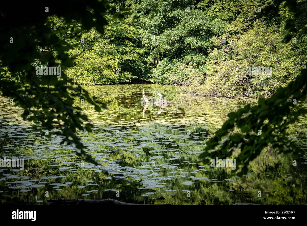 Ein ruhiger Teich, umgeben von üppigem Grün, reflektierenden Bäumen und Lilien auf der Wasseroberfläche. Zwei Reiher stehen anmutig im Wasser und schaffen einen Stockfoto