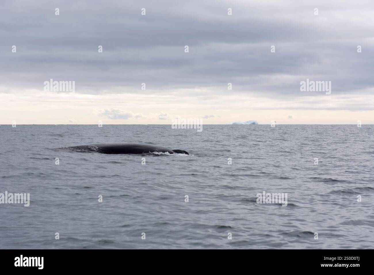 Ein außergewöhnlicher arktischer Moment, bei dem ein Buckelwal in den kalten Meeresgewässern Grönlands nach Luft auftaucht. Stockfoto