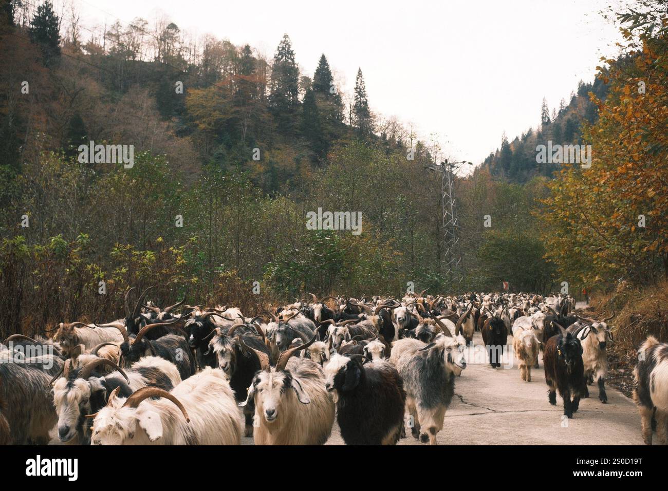 Eine Herde anatolischer Ziegen, die die Landstraße im Hochgebirge überquert Stockfoto