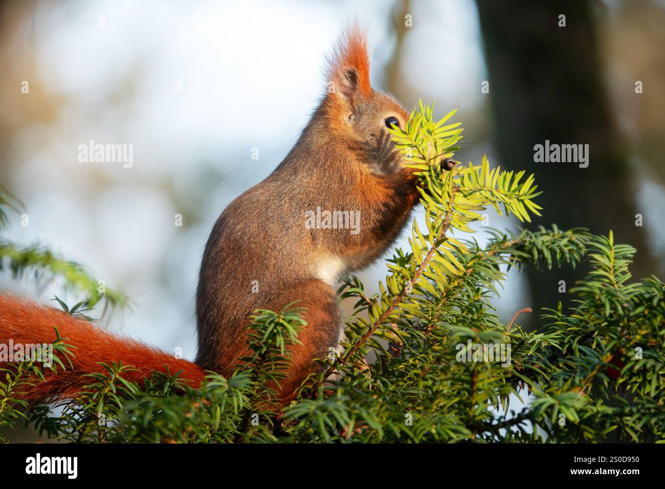 Eichhörnchen untersucht eine Tanne auf Nahrung Stockfoto