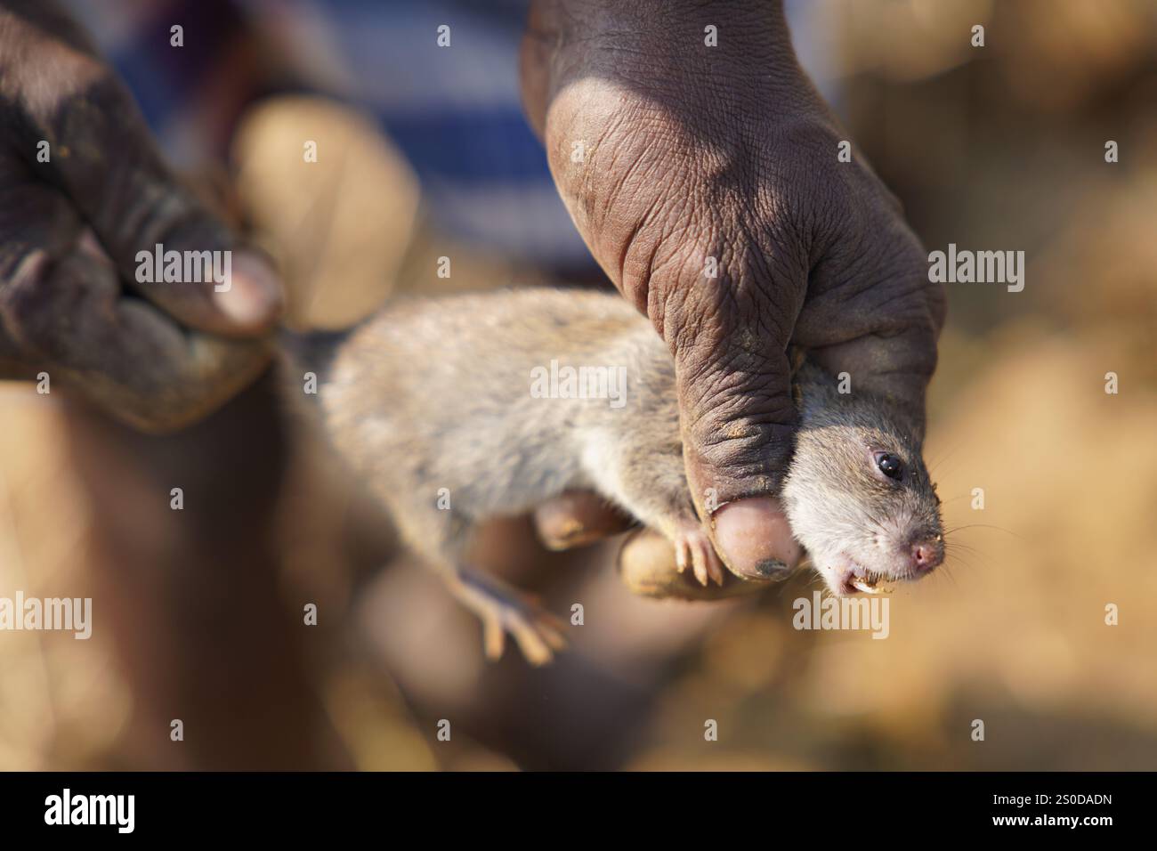 Santiniketan, Indien. Dezember 2024. Auf einem getrockneten Reisfeld in der Nähe von Santiniketan setzt die Gemeinde Santal die traditionelle Praxis der Rattenjagd nach der Erntezeit fort. Die Ratten werden typischerweise in selbstgebauten Höhlen in der Nähe der Böschungen der Felder gefunden und von den Dorfbewohnern der Adivasi mit einfachen Werkzeugen ausgegraben. Die Praxis, die tief in ihren kulturellen Traditionen verwurzelt ist, bietet eine Nahrungsquelle, während die Ratten geröstet und verzehrt werden. Diese uralte Aktivität spiegelt den Einfallsreichtum und die Verbindung der Santal mit ihrer natürlichen Umgebung wider und zeigt einen einzigartigen Aspekt des ländlichen Lebens in Stockfoto