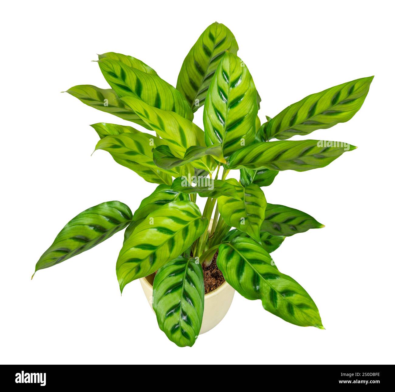 Calathea flower isolated -Fotos und -Bildmaterial in hoher Auflsung  Alamy