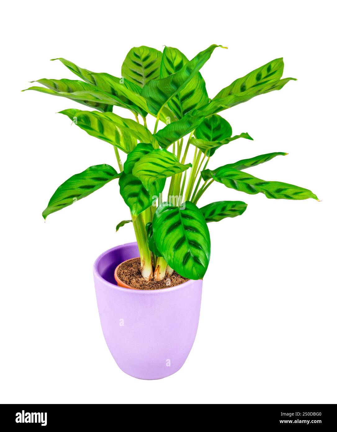 dracena surprise Dracaena Lemon Surprise 6"