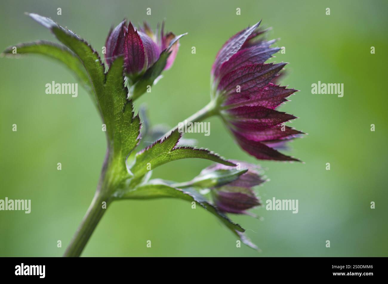 Sternenumbel (Astrantia Major Rubra), Emsland, Niedersachsen, Deutschland, Europa Stockfoto