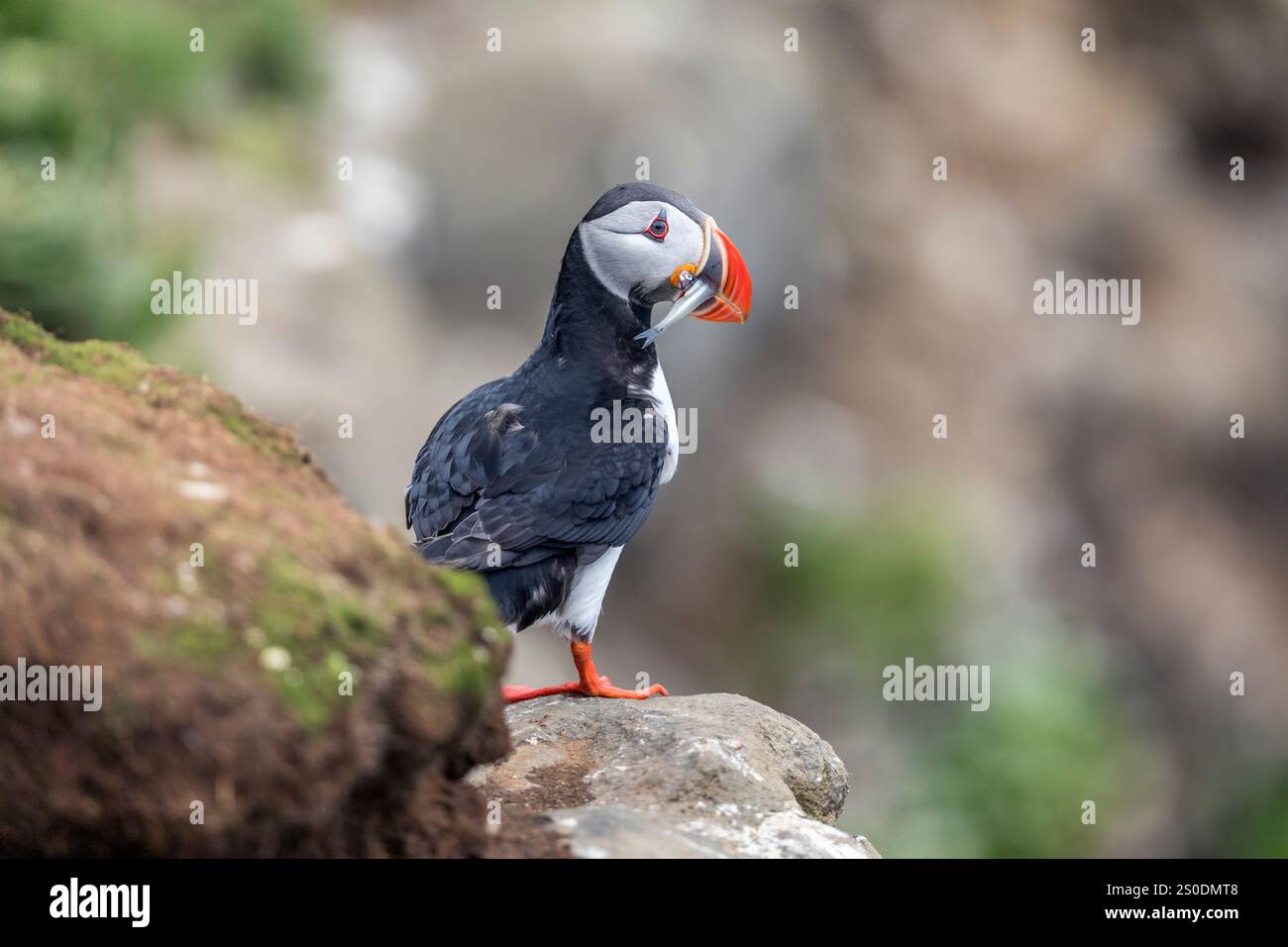 Puffin; Fratercula arctica; mit Sandaalen; Island Stockfoto