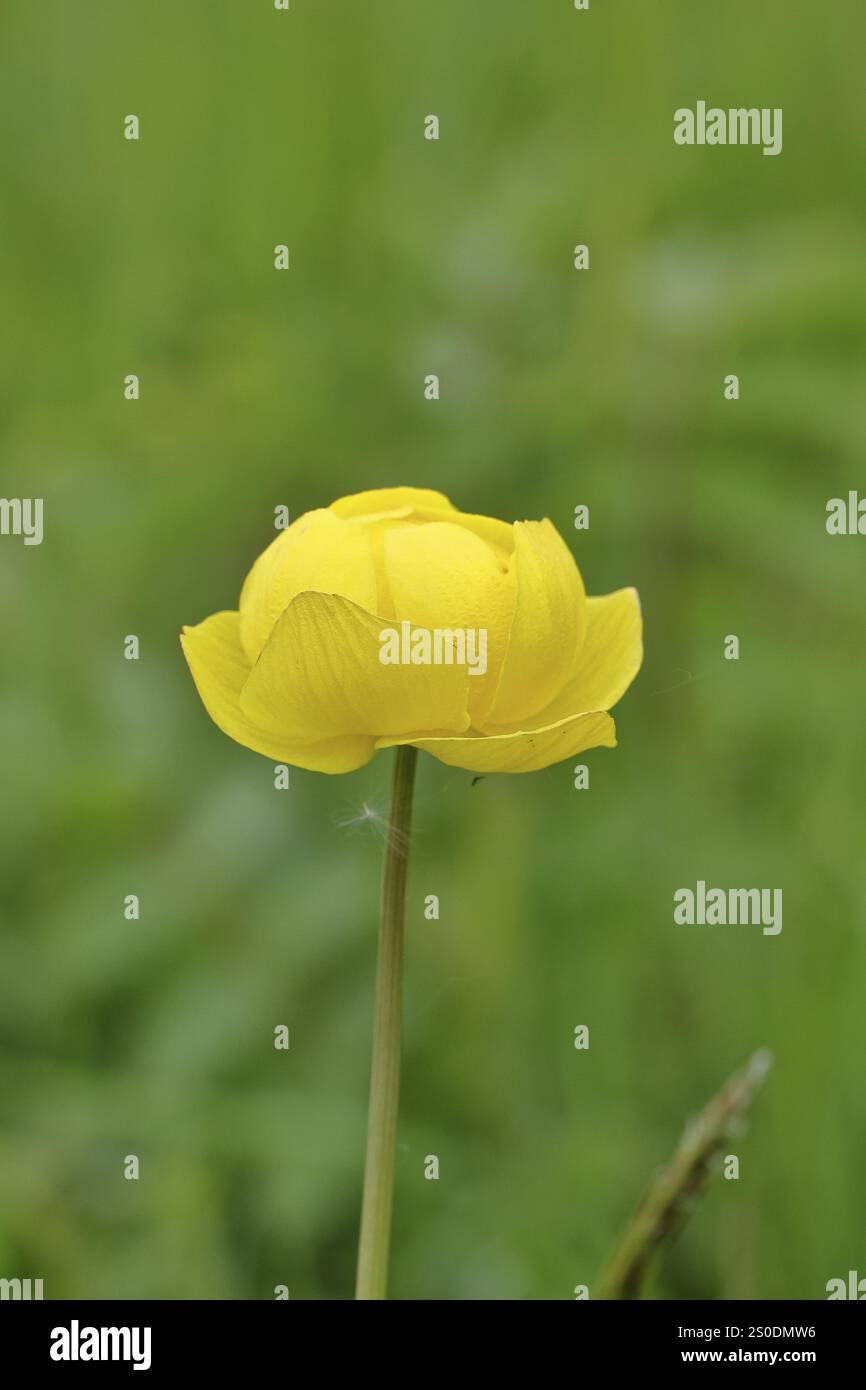 Europäische Trollblume (Trollius europaeus), gelbe Blüte auf einer Feuchtwiese, Wilnsdorf, Nordrhein-Westfalen, Deutschland, Europa Stockfoto