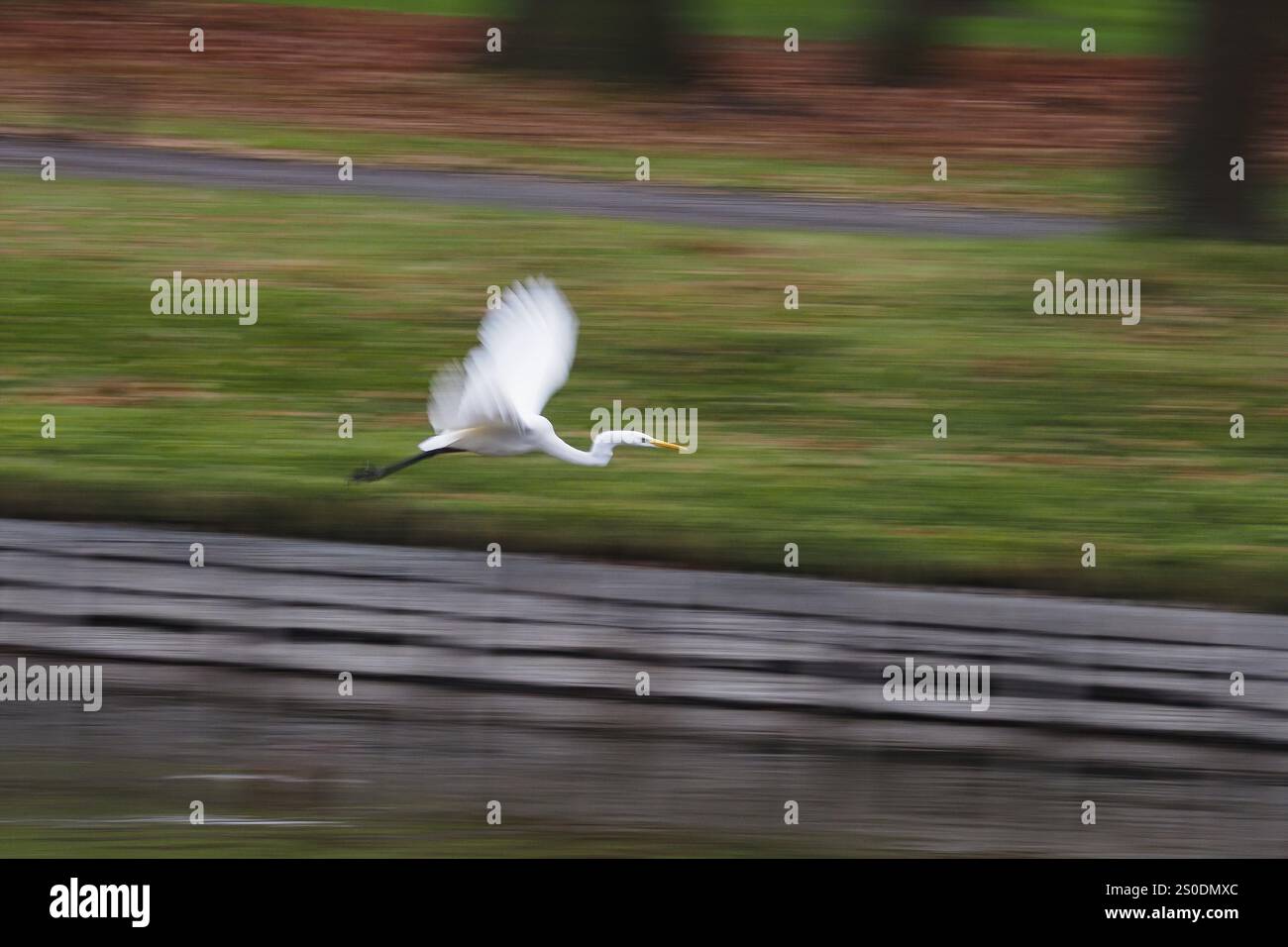 Ein großer Reiher (Ardea alba) fliegt dynamisch über einem Wasserbereich mit verschwommenem Hintergrund, Tracking Shot, Motion Unschärfe, Hessen, Deutschland, Europa Stockfoto