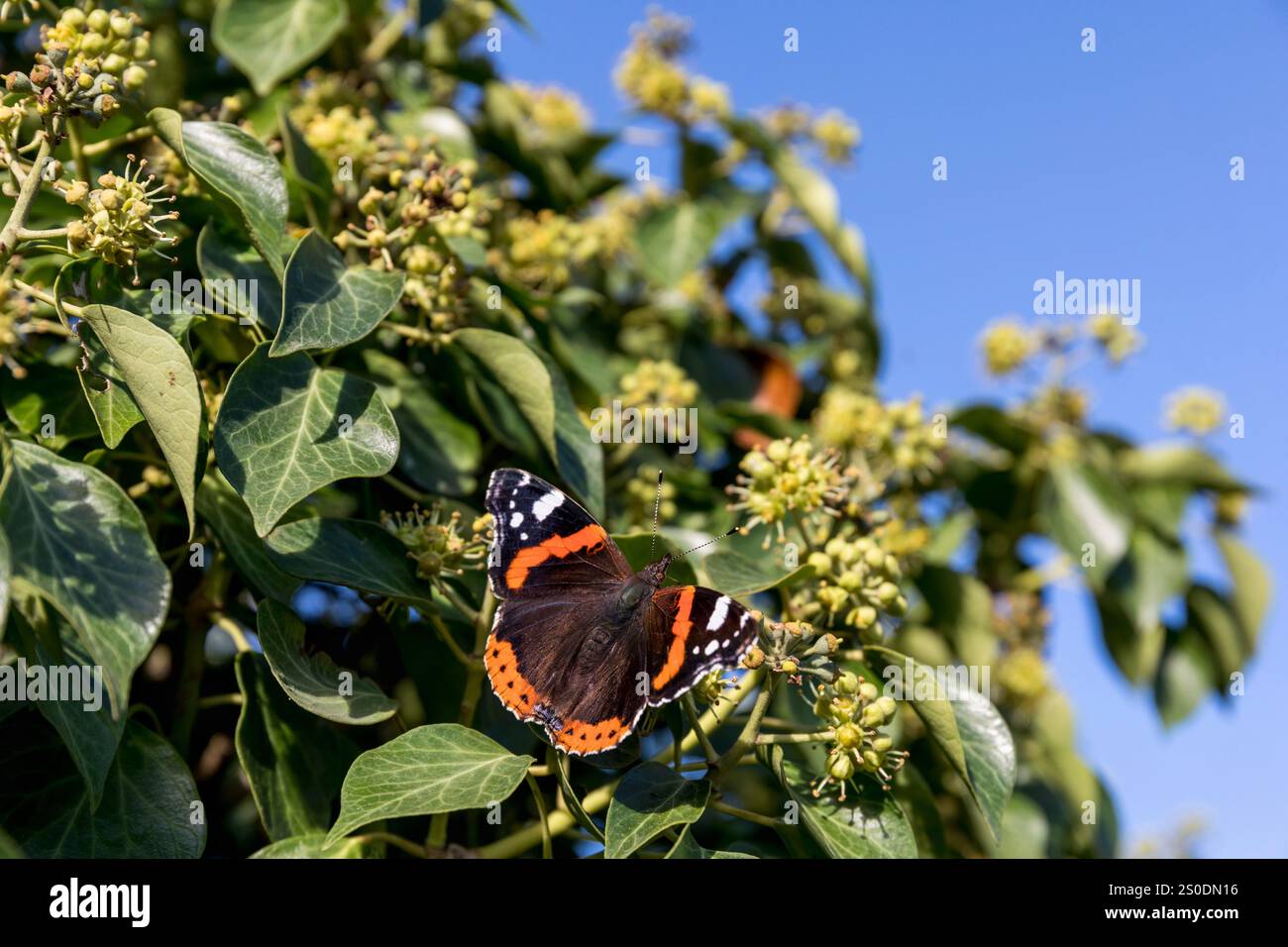 Roter Admiral; Vanessa atalanta; on Ivy; UK Stockfoto