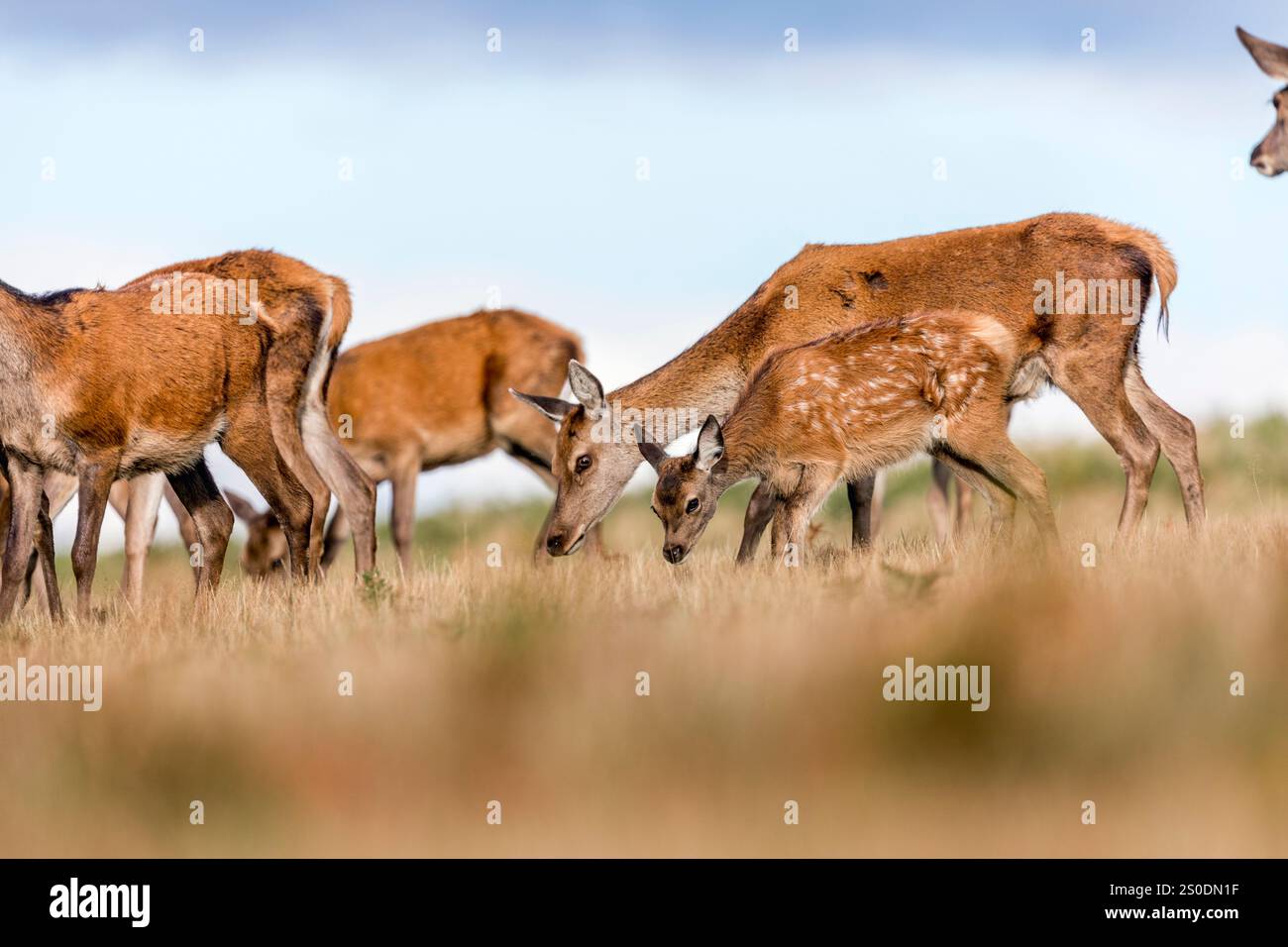 Rotwild: Cervus elaphus; Herde mit Young; UK Stockfoto