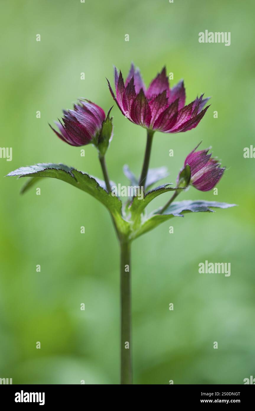 Sternenumbel (Astrantia Major Rubra), Emsland, Niedersachsen, Deutschland, Europa Stockfoto