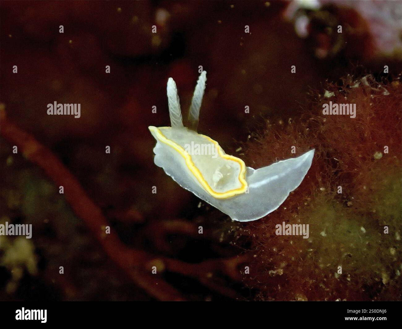 Weiße Nacktschnecke mit gelbem Rand, weiß-gelbe doris (Diaphorodoris luteocincta), in einer dunklen Unterwasserumgebung, Tauchplatz Cap de Creus Marine Res Stockfoto