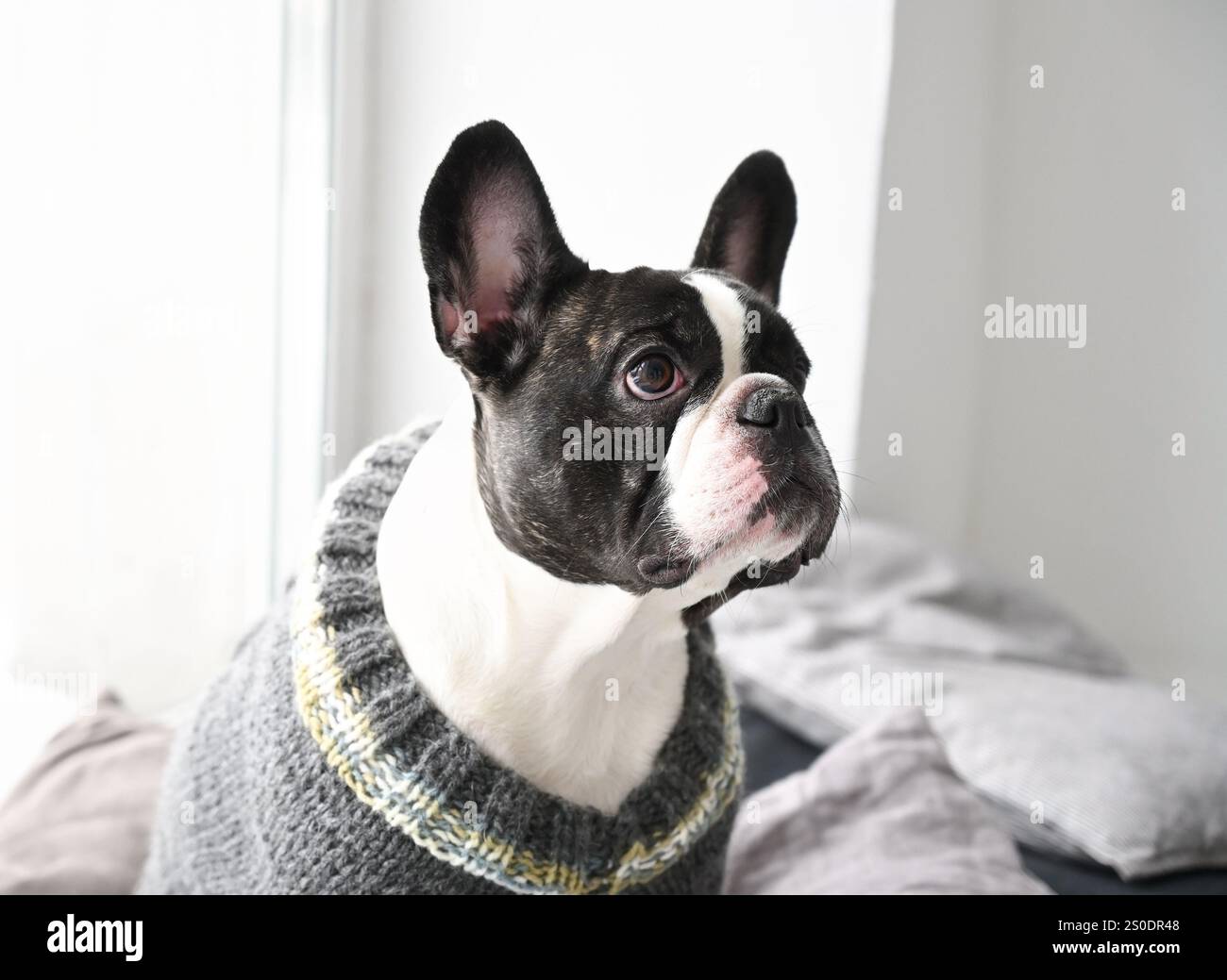 Porträt einer französischen Bulldogge in einem Strickpullover am Fenster Stockfoto