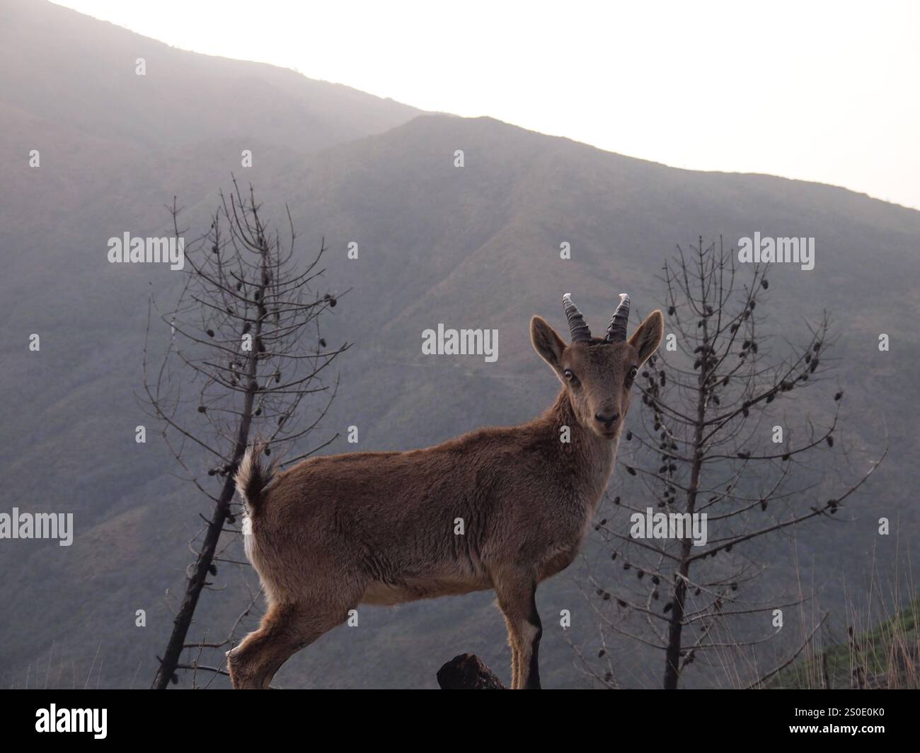 Iberische Wildziege - Iberischer Steinbock (Capra pyrenaica) (Genalguacil, Provinz Málaga, Andalusien, Königreich Spanien) Stockfoto