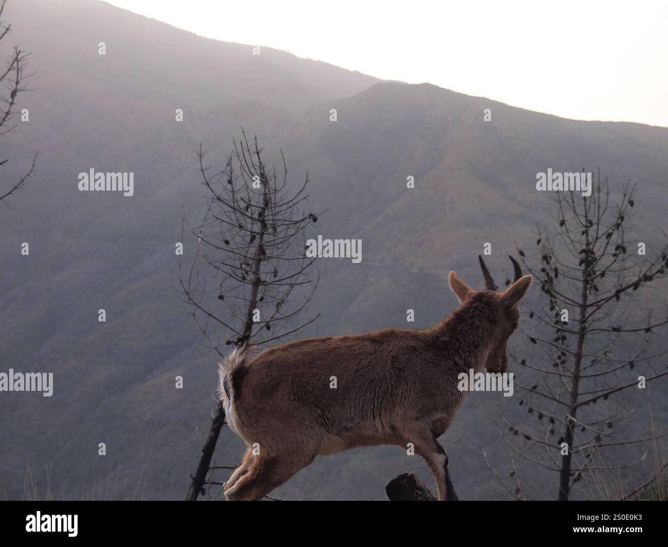 Iberische Wildziege - Iberischer Steinbock (Capra pyrenaica) (Genalguacil, Provinz Málaga, Andalusien, Königreich Spanien) Stockfoto