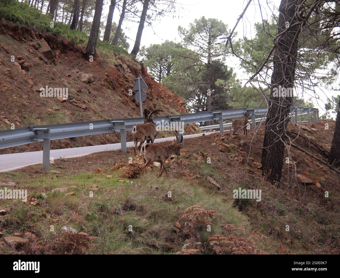 Iberische Wildziege - Iberischer Steinbock (Capra pyrenaica) (Genalguacil, Provinz Málaga, Andalusien, Königreich Spanien) Stockfoto