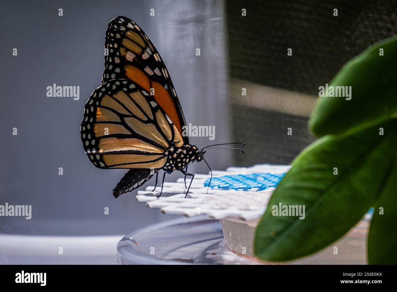 Nahaufnahme eines gemeinsamen Monarchschmetterlings (Danaus plexippus) Stockfoto