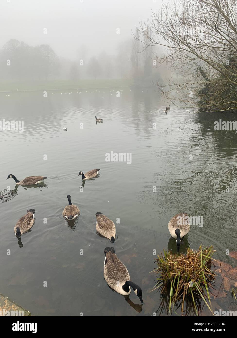 Abington Park Northampton Northamptonshire England UK Nebelenten Wassernebel Nebel Nebelplatz Wanderblick Winter Herbst hinterlässt kalte braune Weihnachten - Smartphone-aufgenommenes Stockfoto