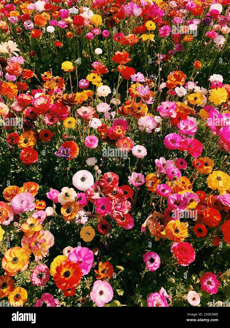 Bunte Ranunkeln blühen in Carlsbad, Kalifornien. Verarbeitet mit VSCO mit c1-Voreinstellung - Smartphone-aufgenommenes Stockfoto