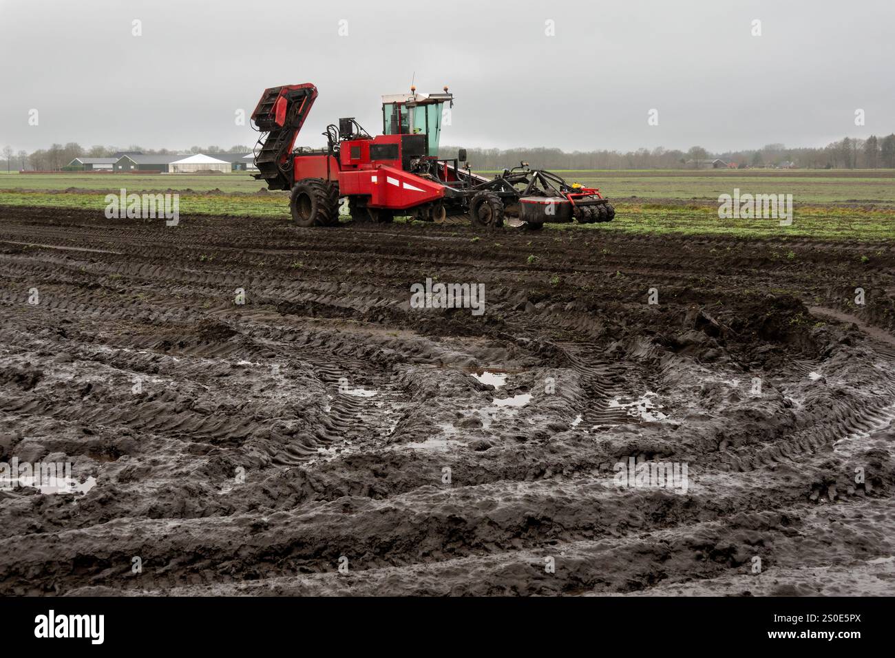 Schwere Maschinen, ein modifizierter Kartoffelernter, auf einem schlammigen Feld nach der Lilienernte Stockfoto