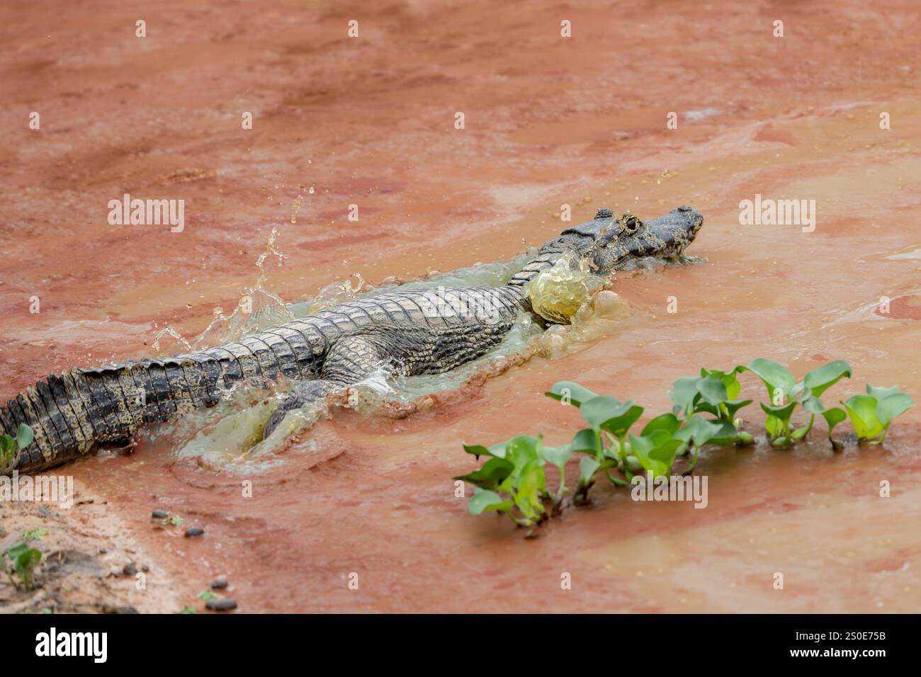Caiman plätschert beim Eintritt in den Teich mit kontaminierten roten Algen in Pantanal Brasilien. Stockfoto